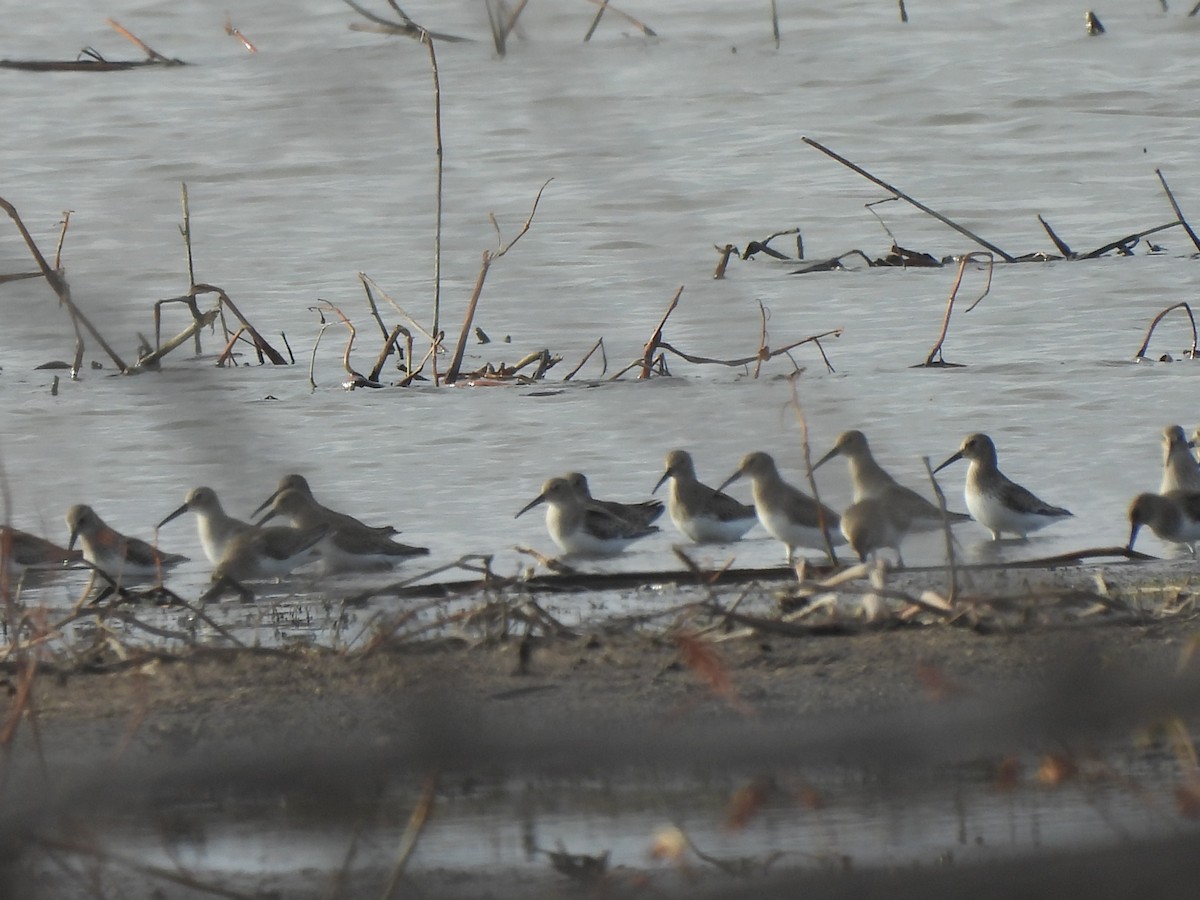 Dunlin - ML644541107