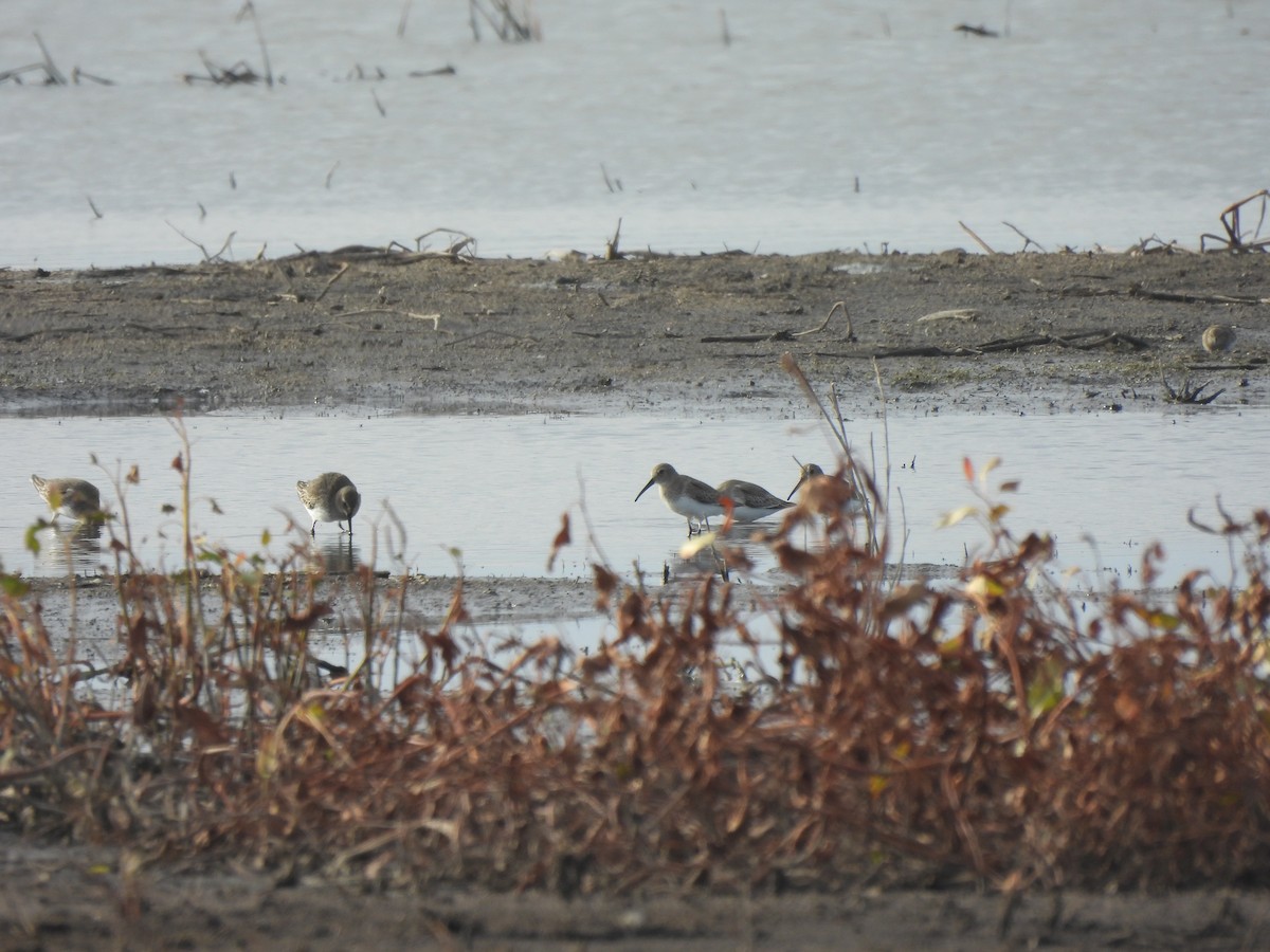 Dunlin - ML644541108