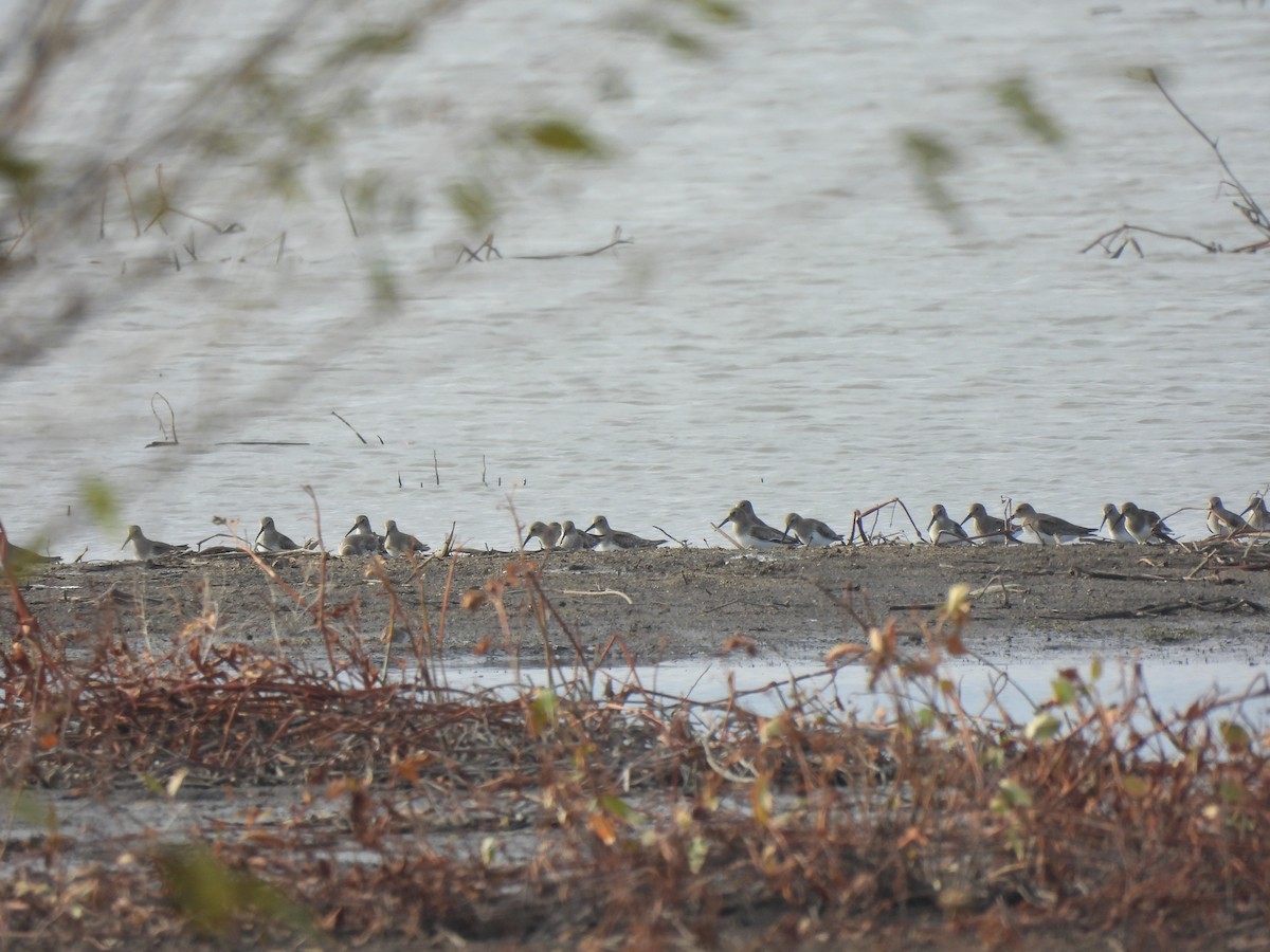 Dunlin - ML644541109