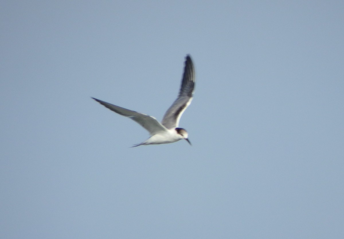 Эгэл хараалай - ML644541111