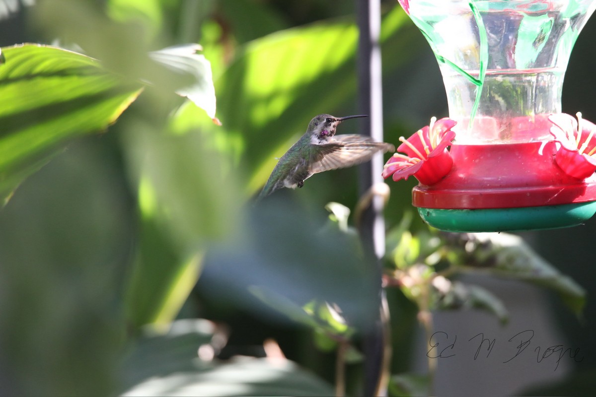 Costa's Hummingbird - ML644541119