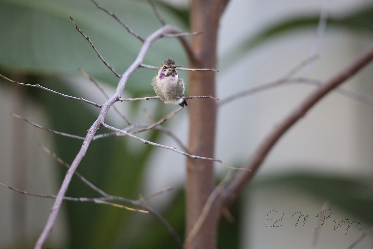 Costa's Hummingbird - ML644541120