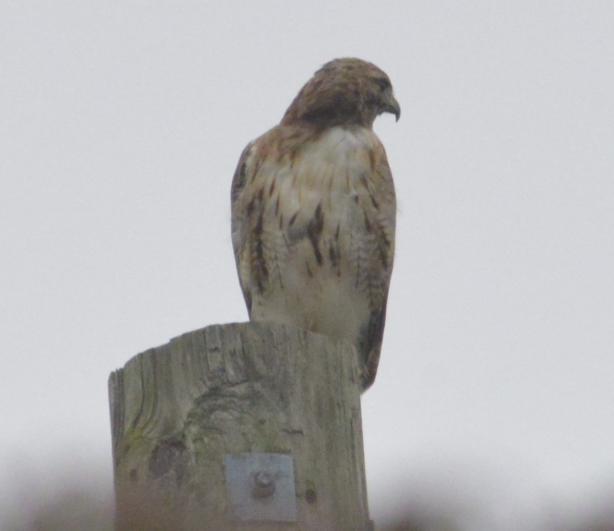 rødstjertvåk - ML644541124