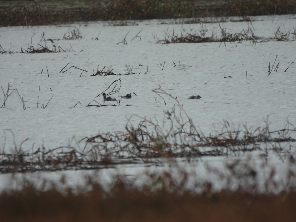 טבלן בינוני - ML644541130