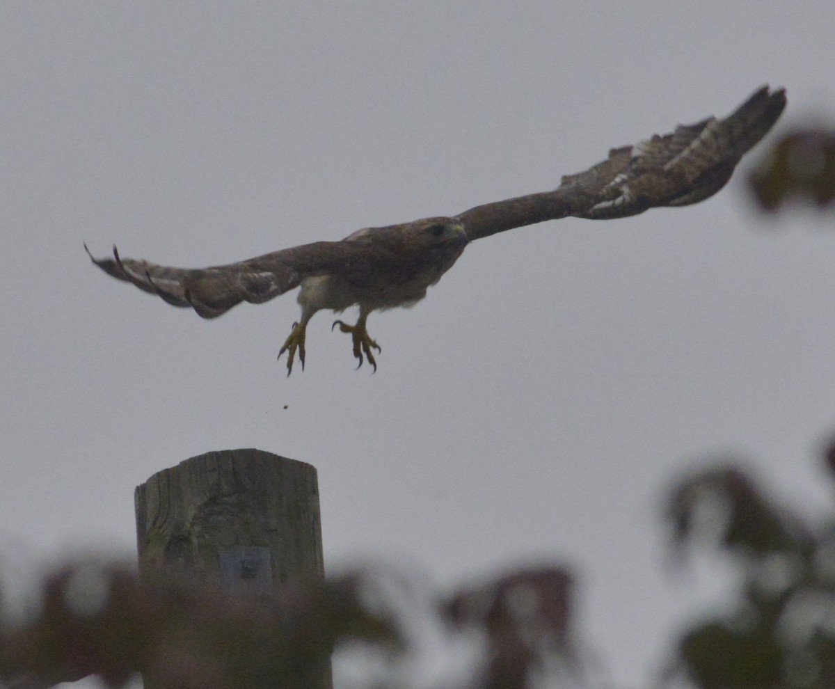 rødstjertvåk - ML644541148