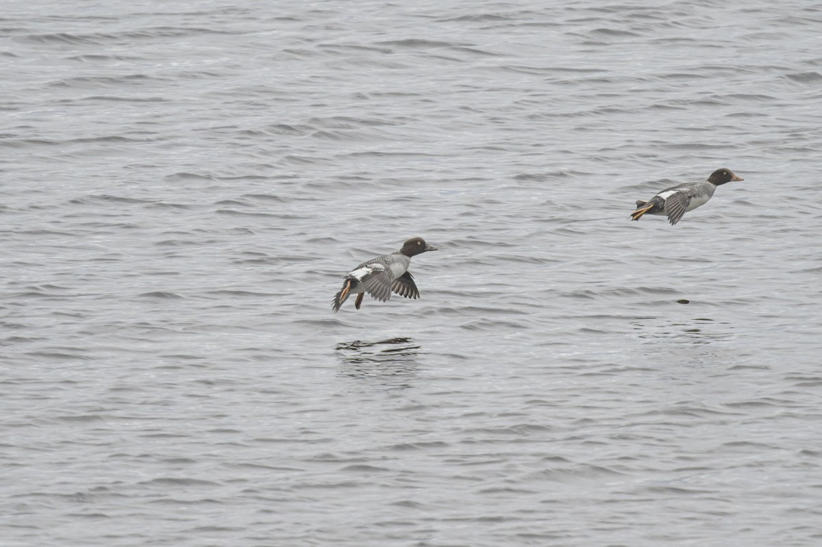 ホオジロガモ - ML644541149