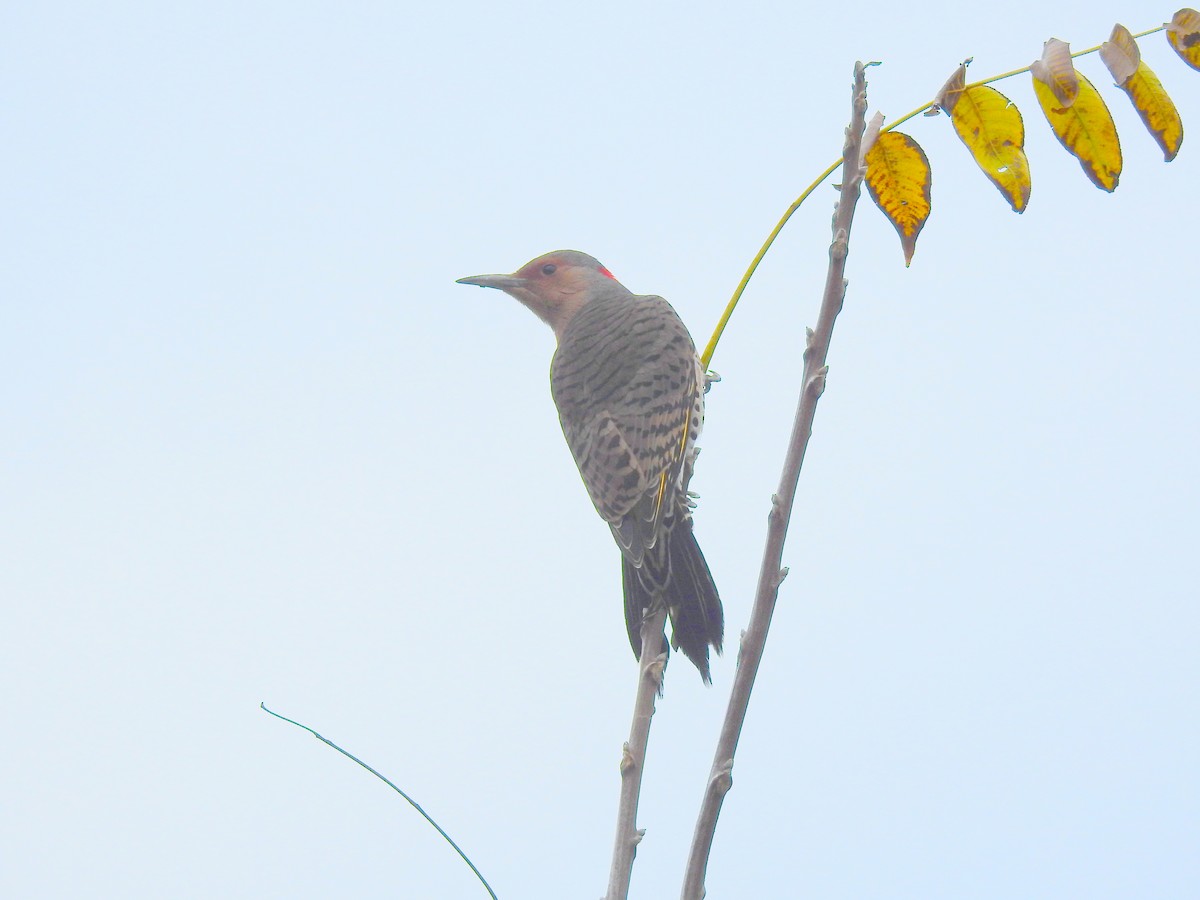Northern Flicker - ML644541150