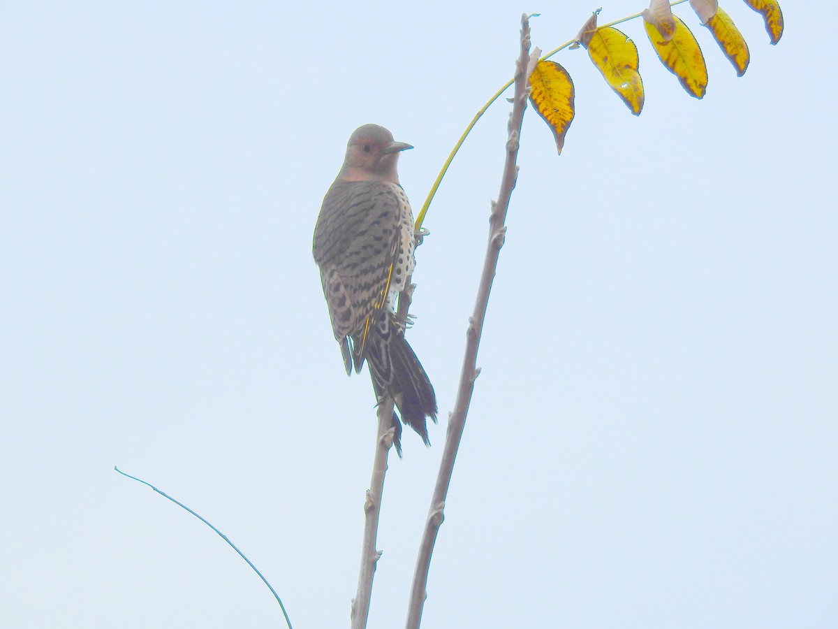 Northern Flicker - ML644541151