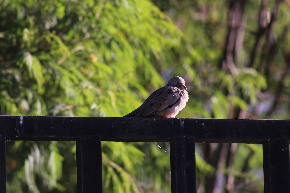 kvekkedue - ML644541153