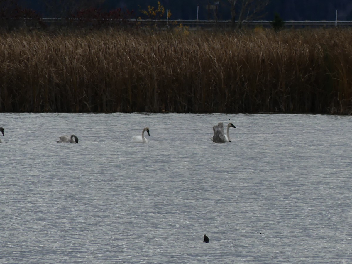 Trumpeter Swan - ML644541167