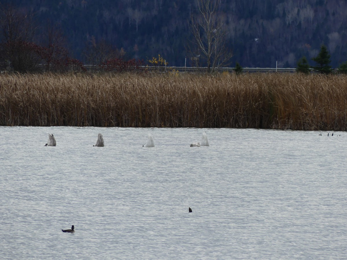 Trumpeter Swan - ML644541168