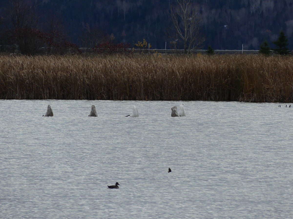 Trumpeter Swan - ML644541169