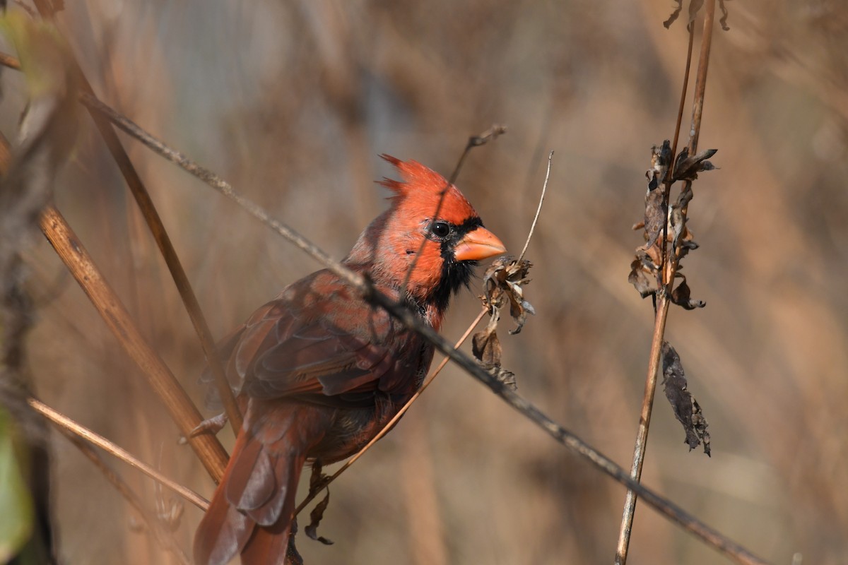 Northern Cardinal - ML644541173