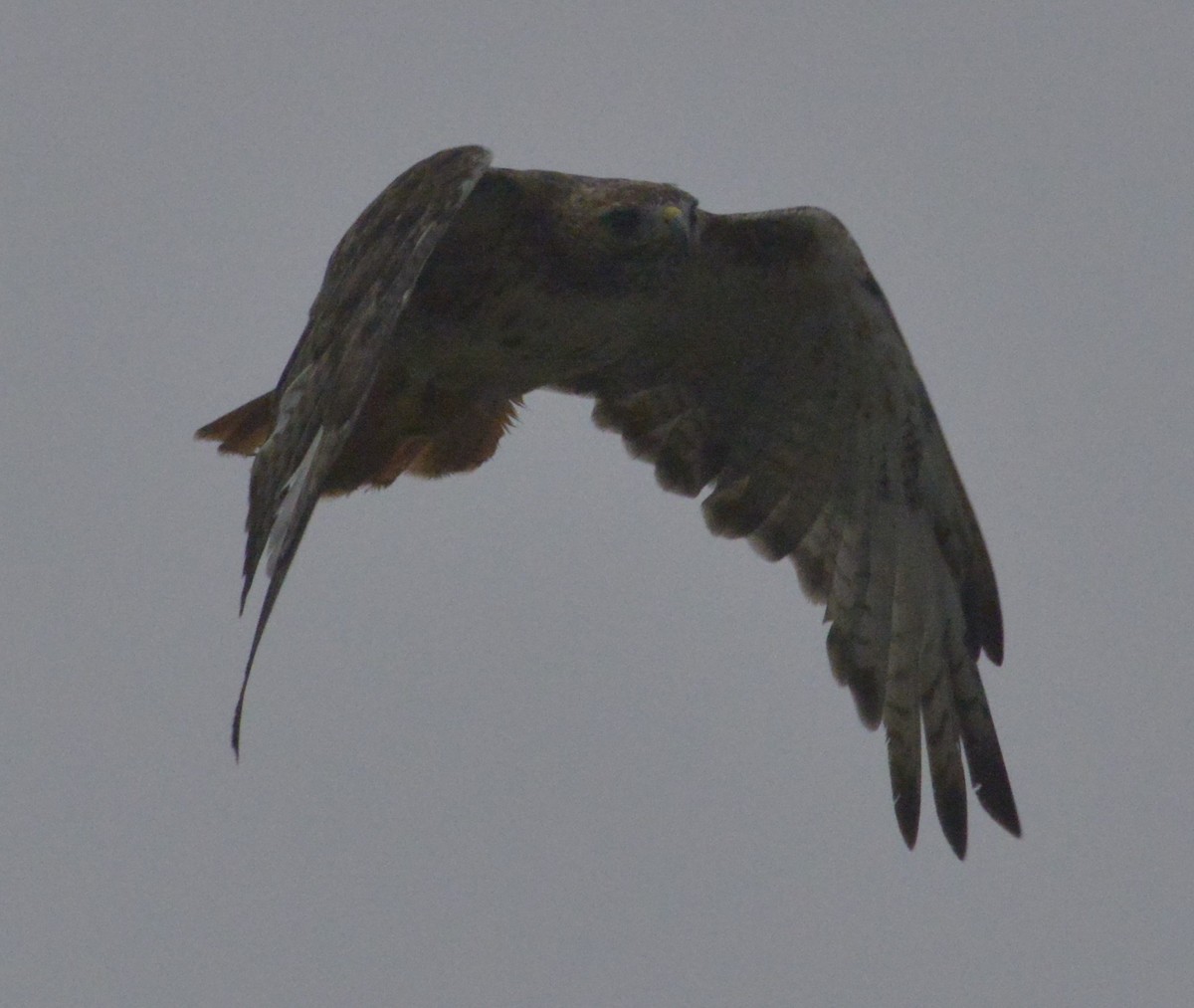 rødstjertvåk - ML644541177