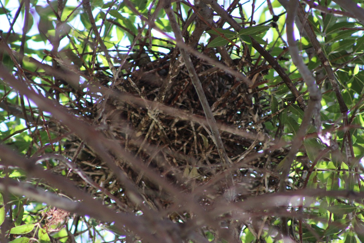 natthegre - ML644541181