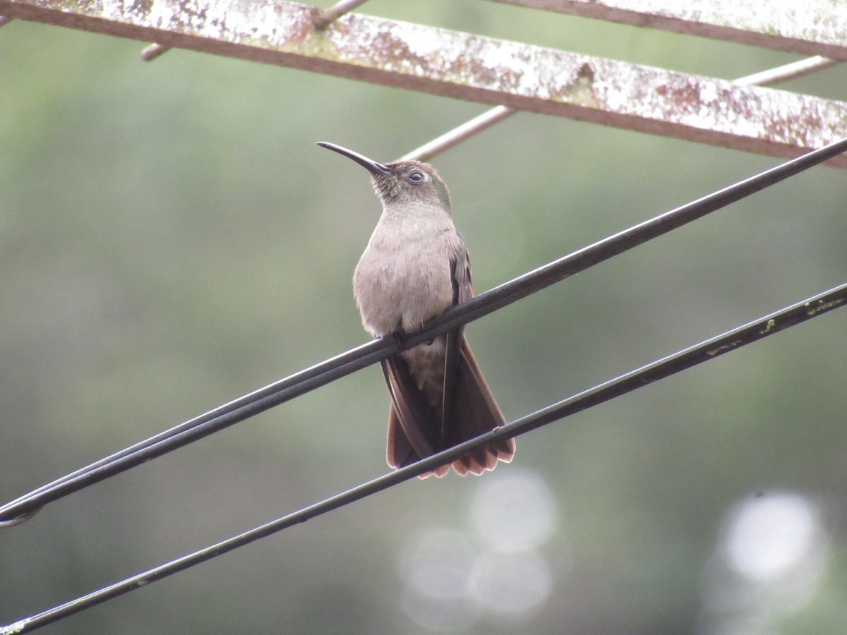 Sombre Hummingbird - ML644541188