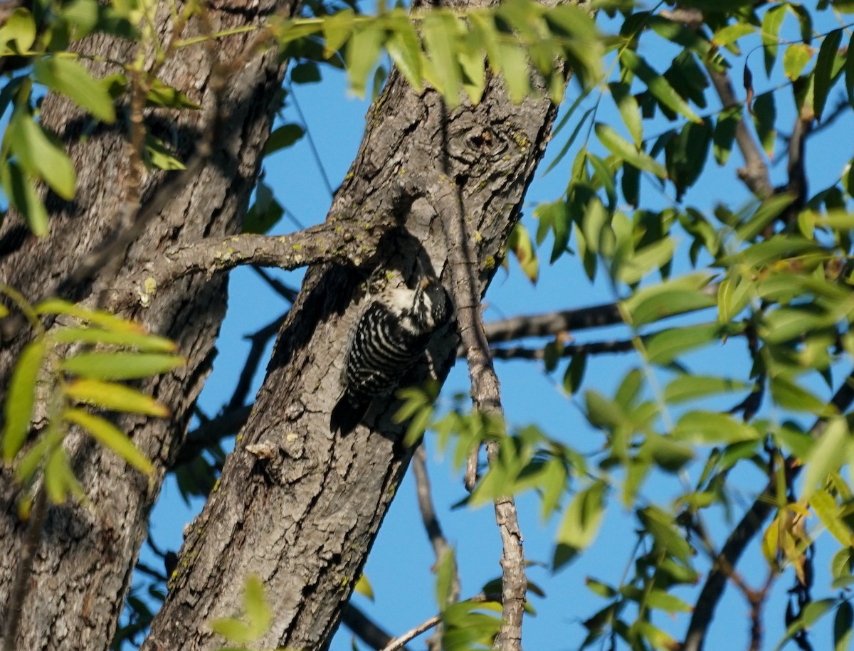 Nuttall's Woodpecker - ML644541192