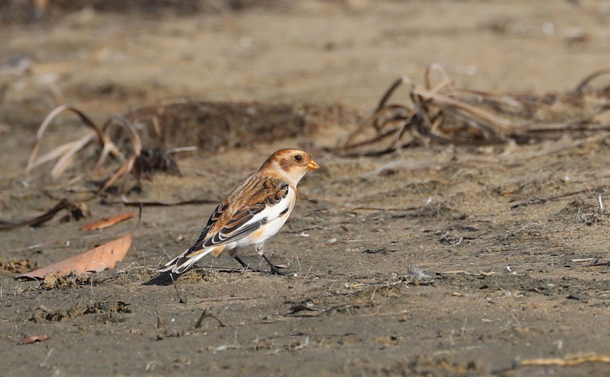 Цасч хөмрөг - ML644541194