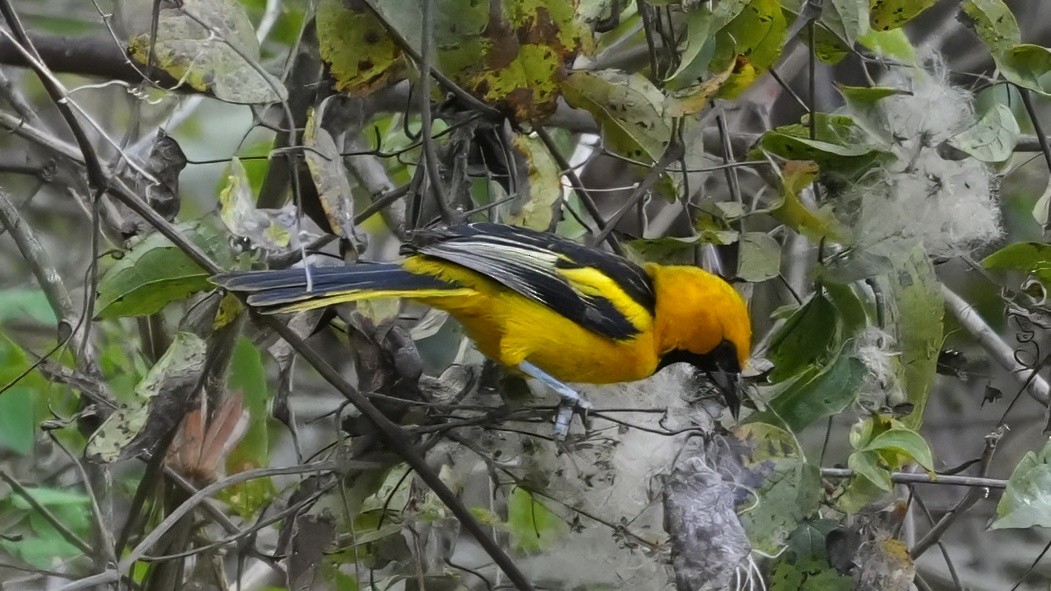 White-edged Oriole - ML644541195