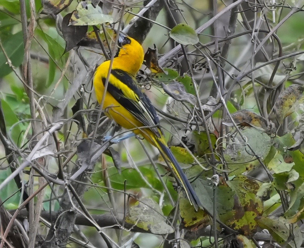 White-edged Oriole - ML644541196