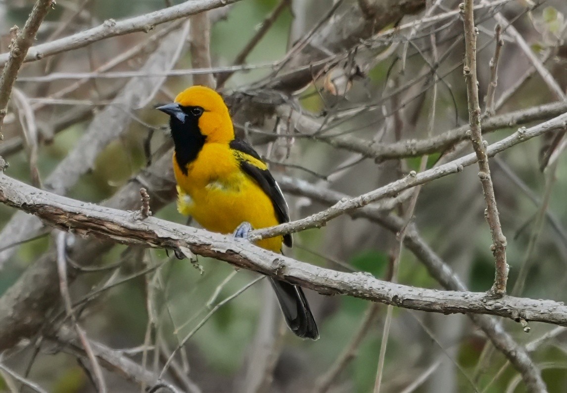 White-edged Oriole - ML644541197