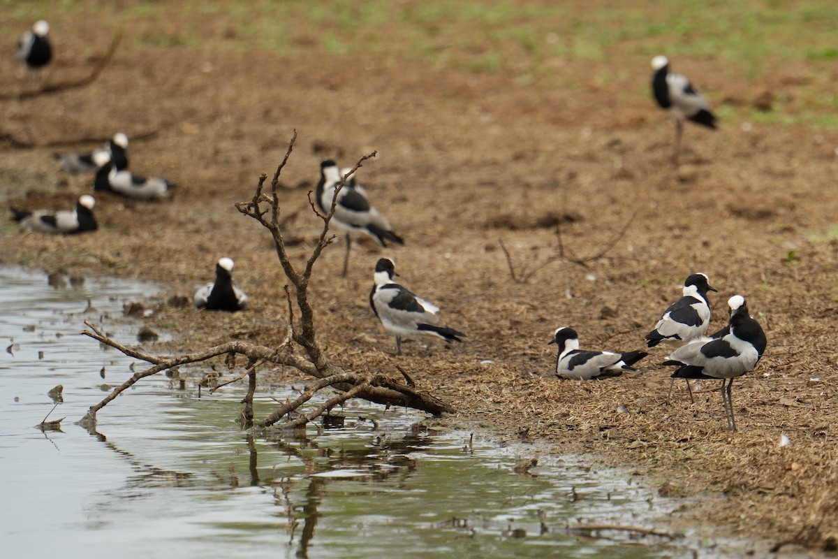 シロクロゲリ - ML644541204