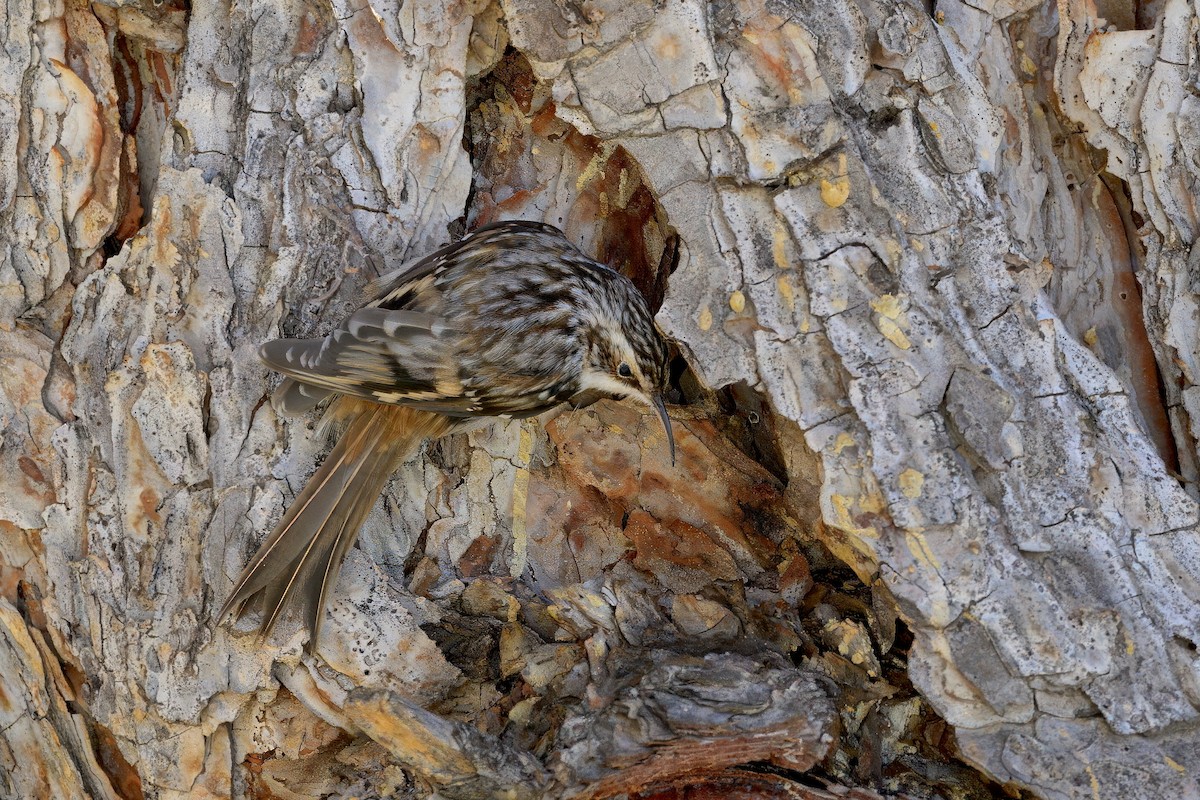 アメリカキバシリ - ML644541207