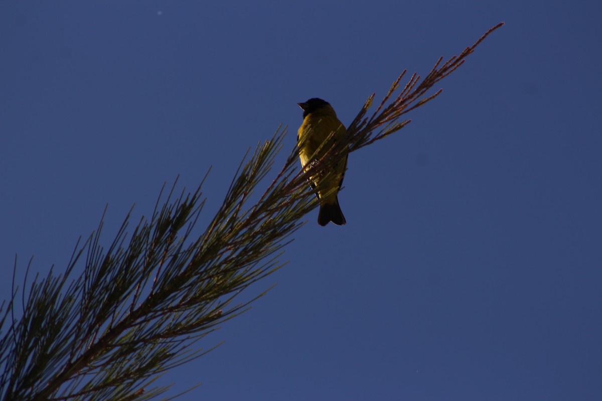 ズグロヒワ - ML644541208