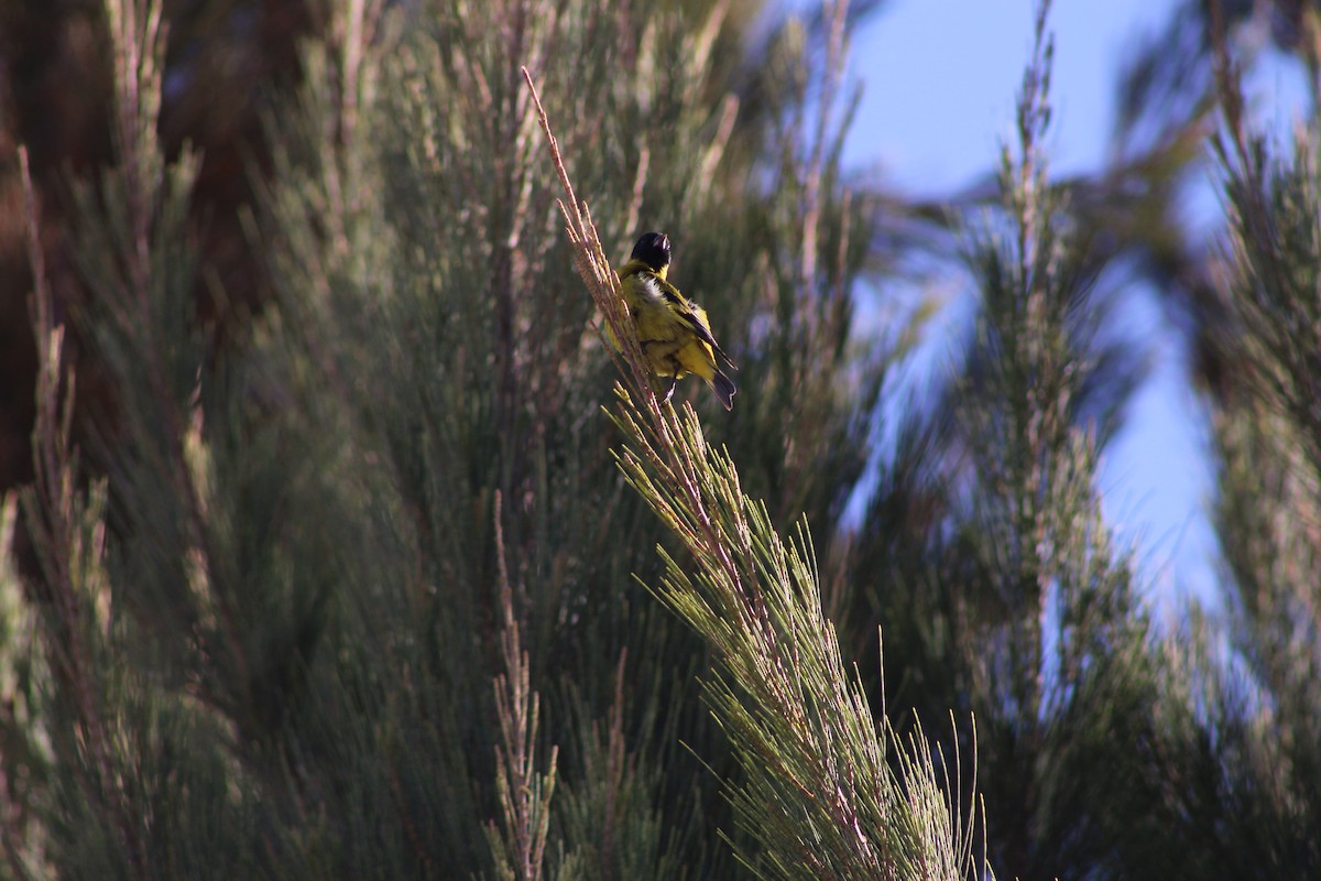 ズグロヒワ - ML644541209