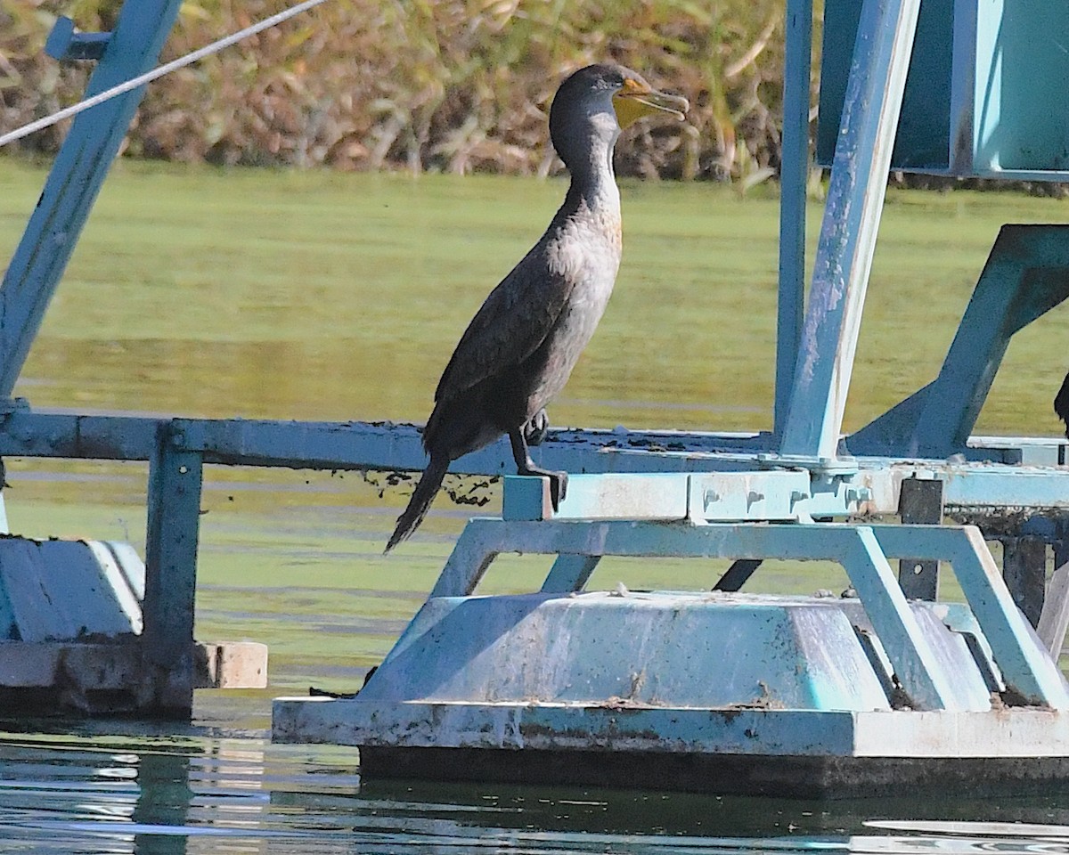 ミミヒメウ - ML644541210