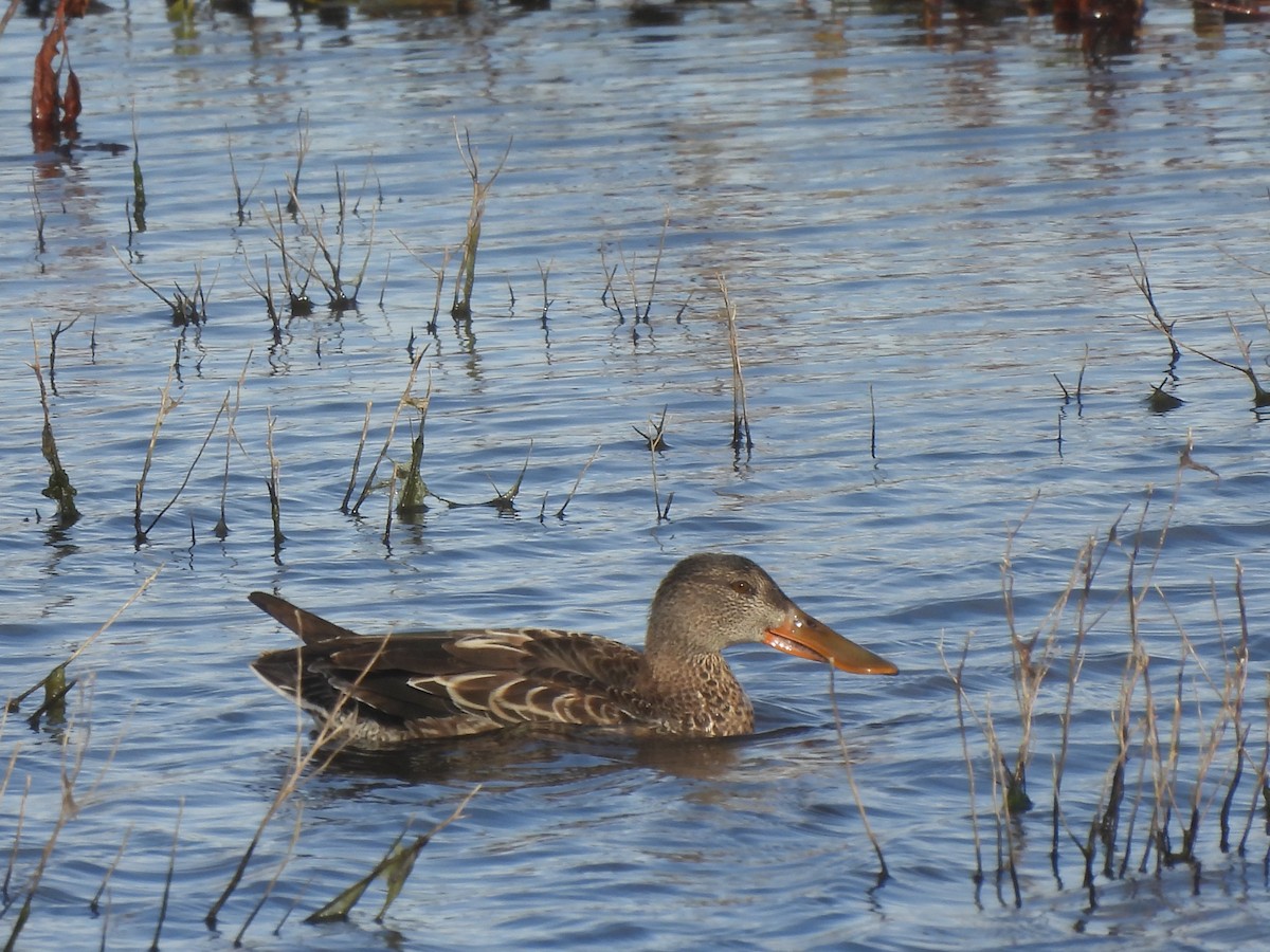 オナガガモ - ML644541211