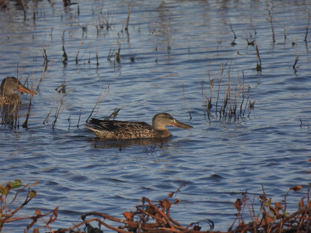 オナガガモ - ML644541212