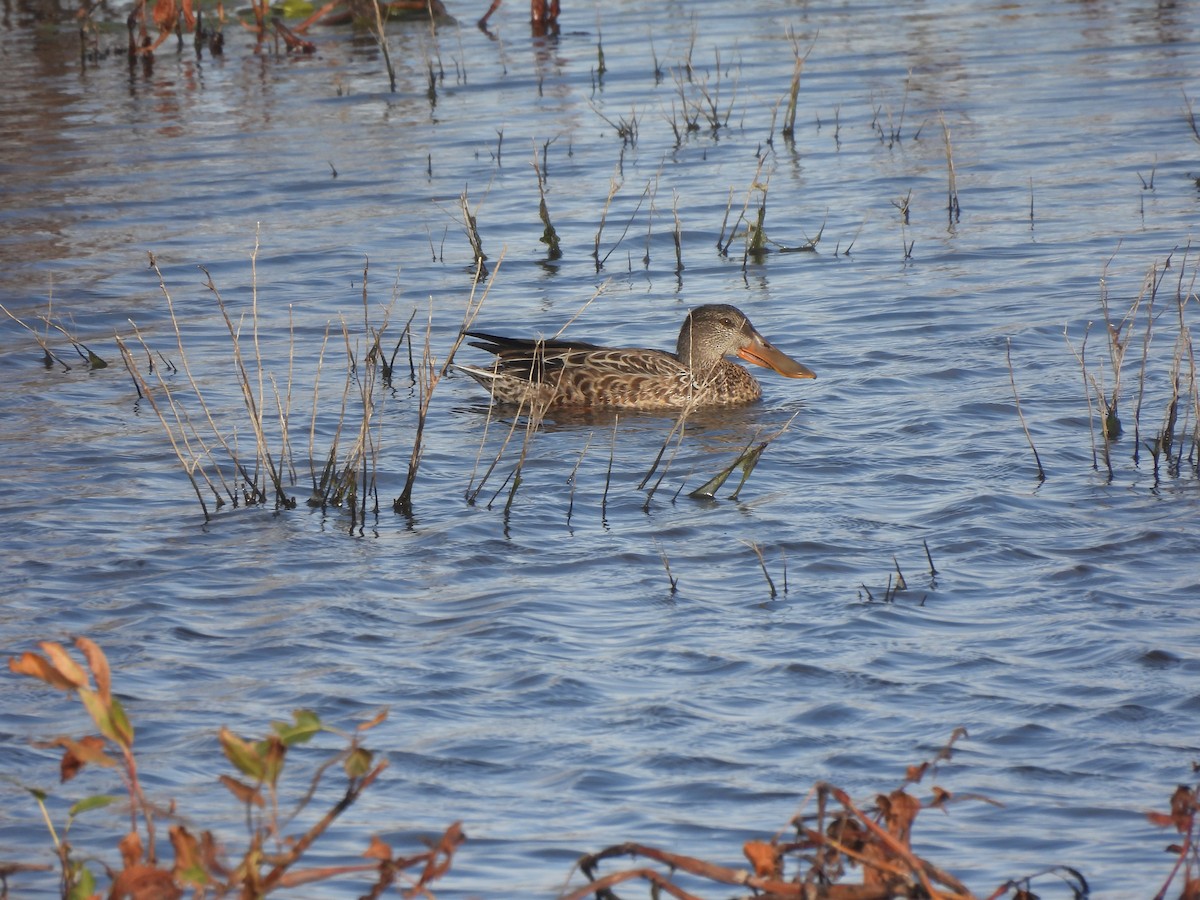 オナガガモ - ML644541213