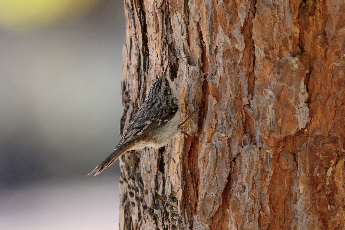 アメリカキバシリ - ML644541214