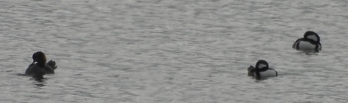 オウギアイサ - ML644541215