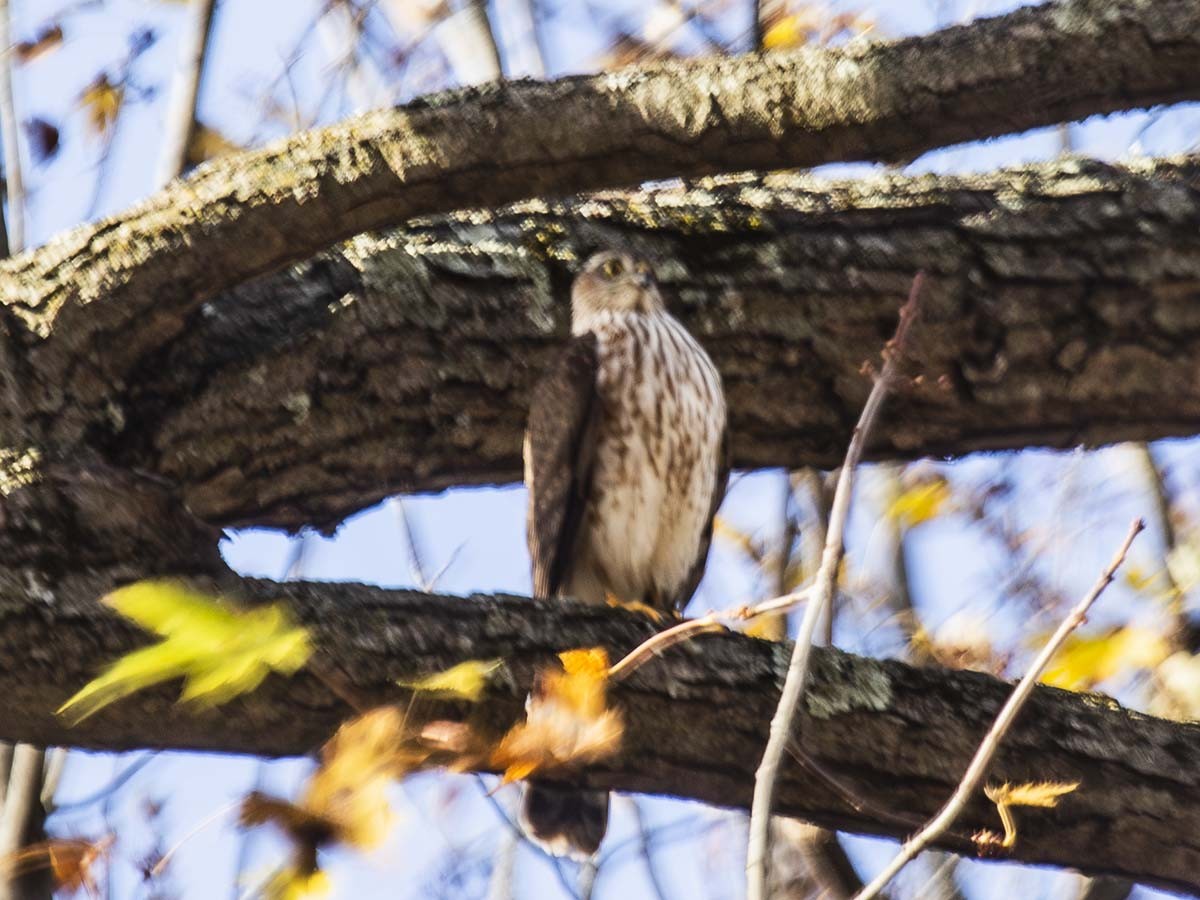 アシボソハイタカ - ML644541216