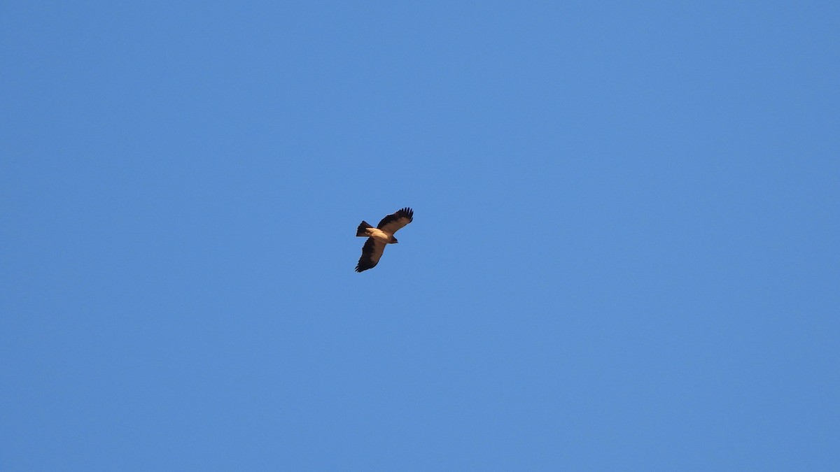 ヒメクマタカ - ML644541217