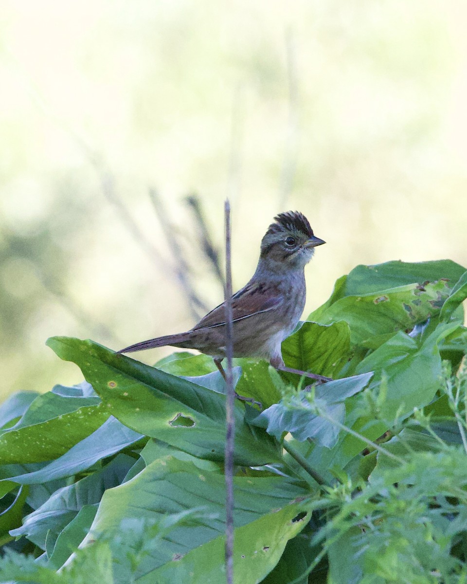 ヌマウタスズメ - ML644541218