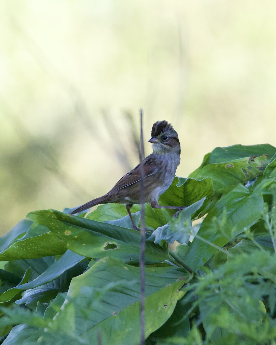 ヌマウタスズメ - ML644541219
