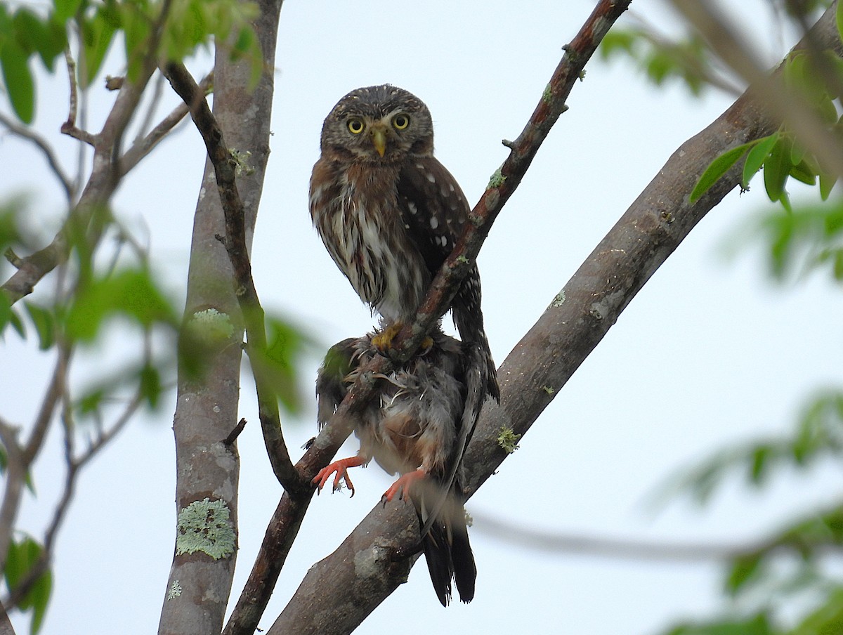 ペルースズメフクロウ - ML644541220