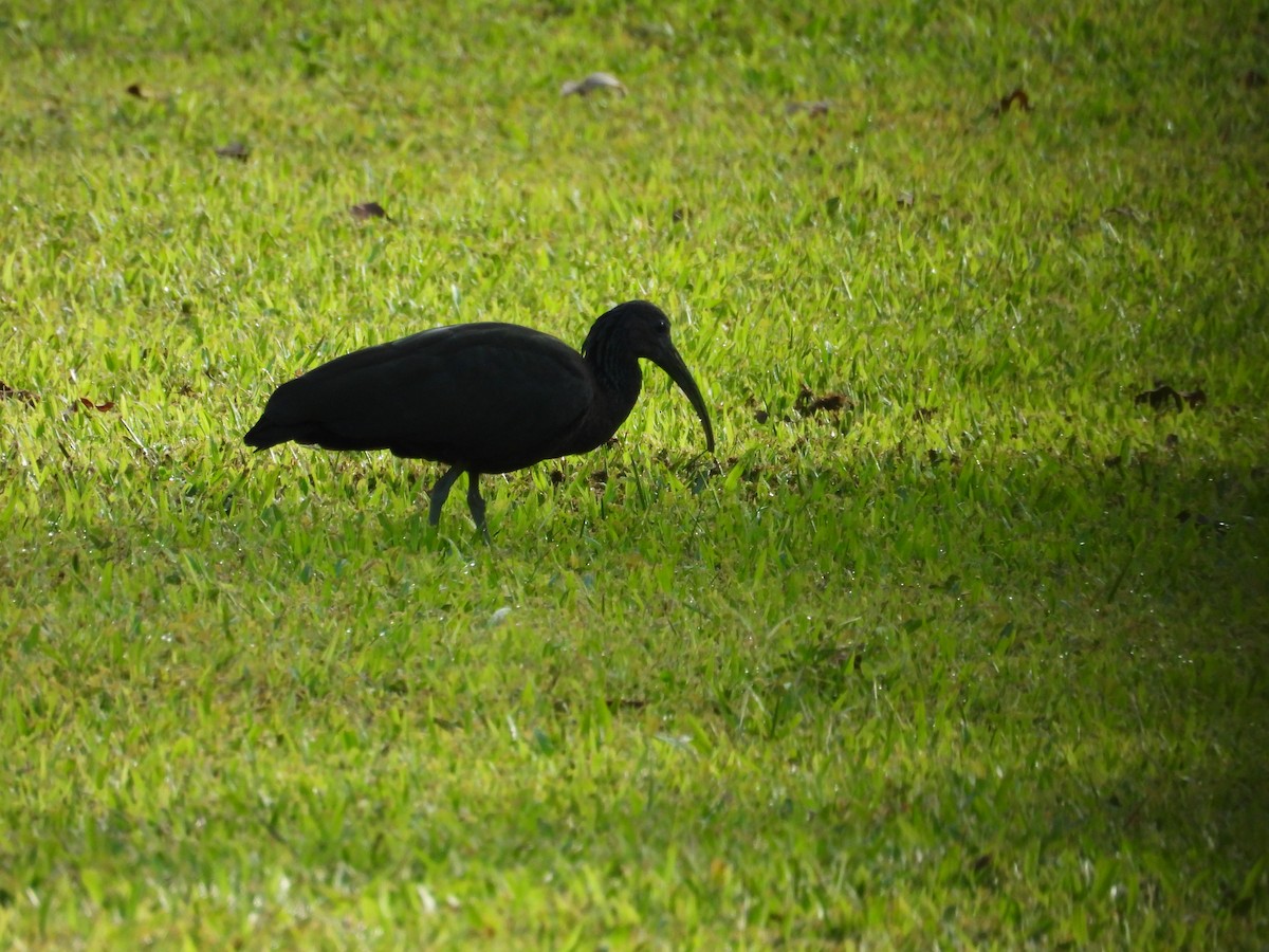 アオアシトキ - ML644541222