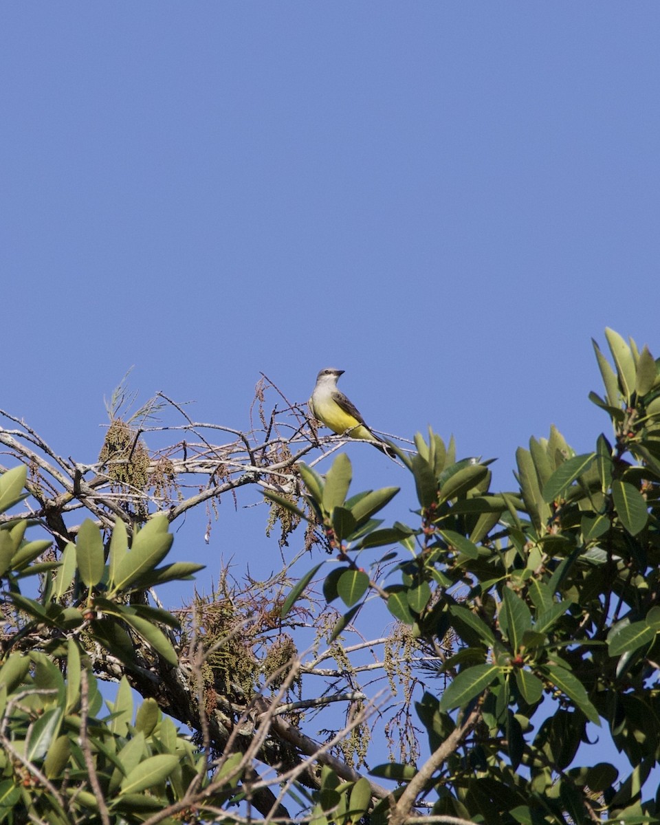 ニシタイランチョウ - ML644541223