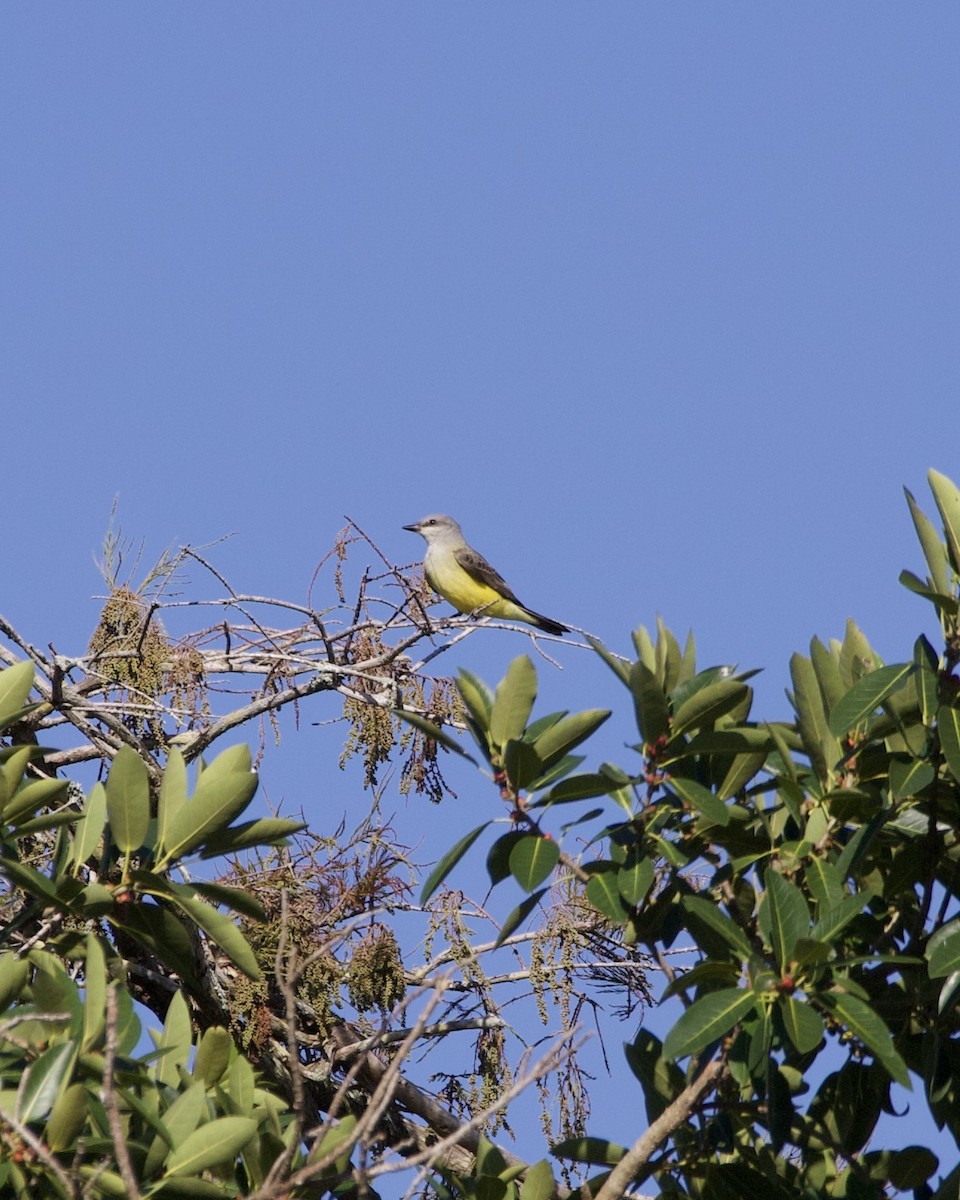 ニシタイランチョウ - ML644541224