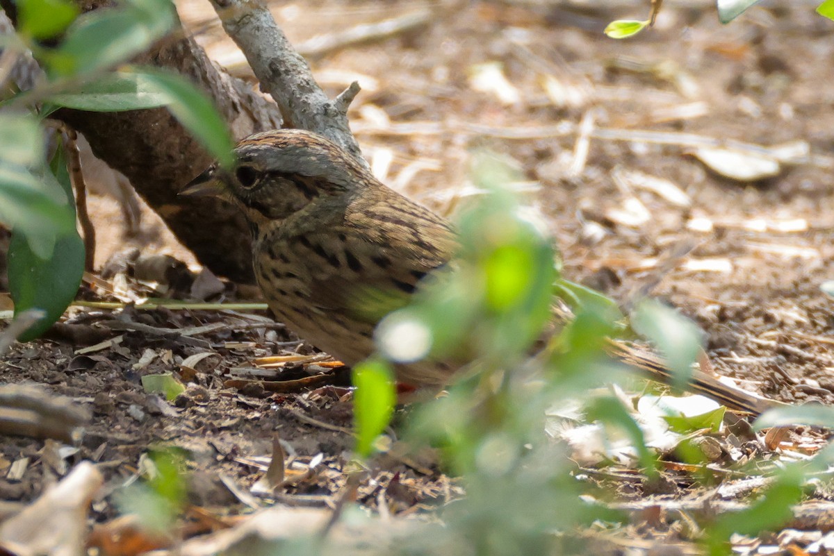 ヒメウタスズメ - ML644541225