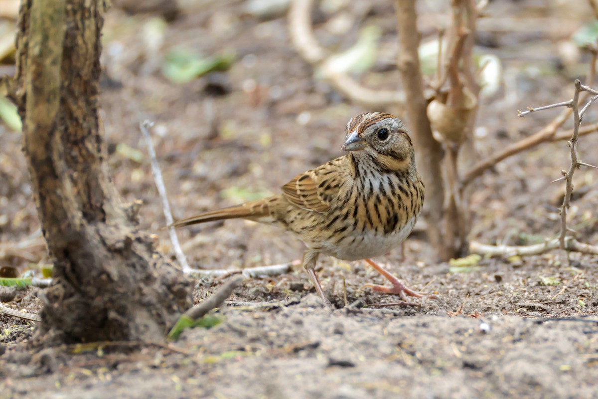 ヒメウタスズメ - ML644541226