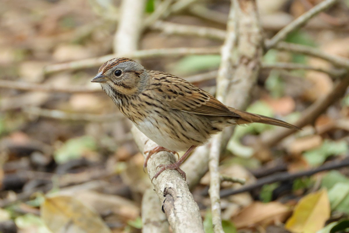 ヒメウタスズメ - ML644541227