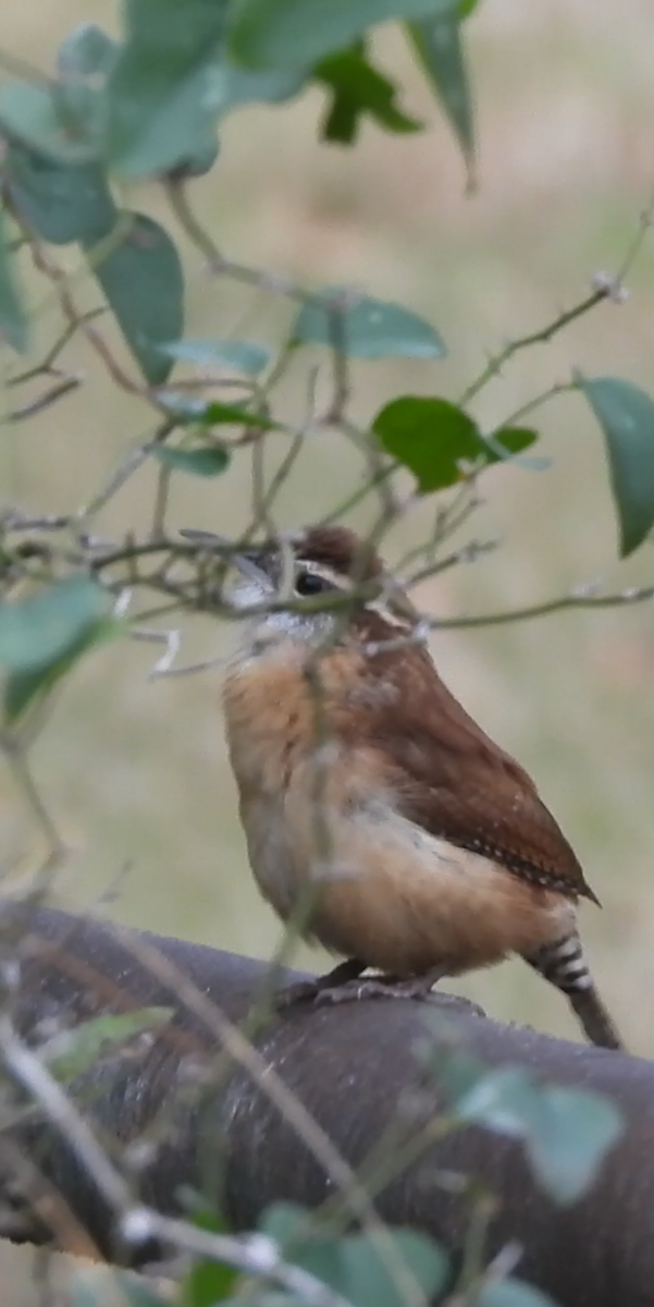 チャバラマユミソサザイ - ML644541228