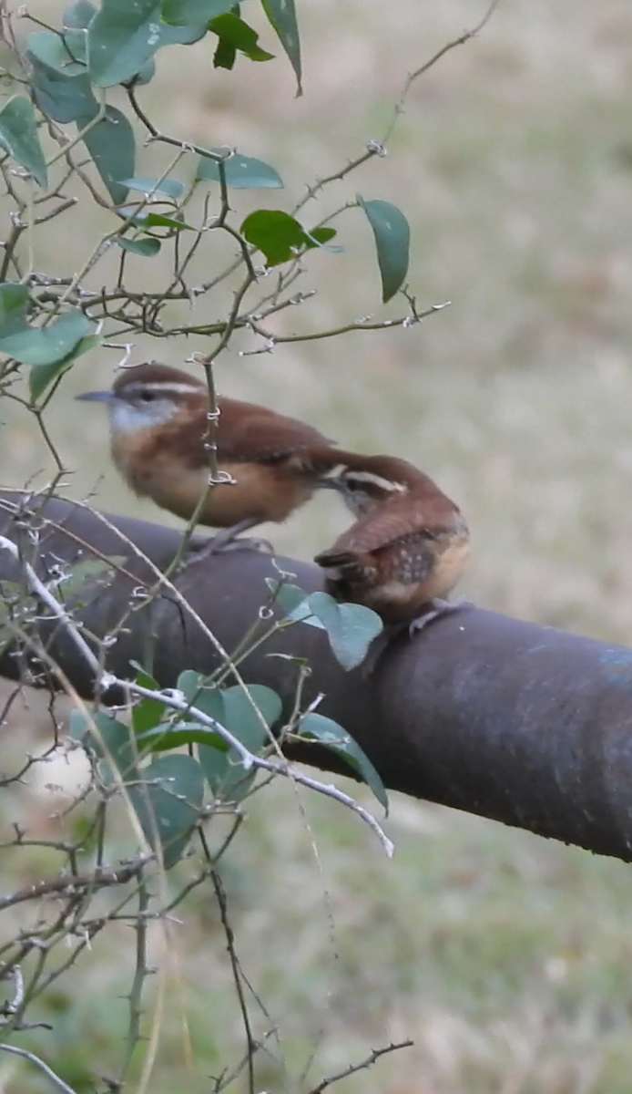 チャバラマユミソサザイ - ML644541229