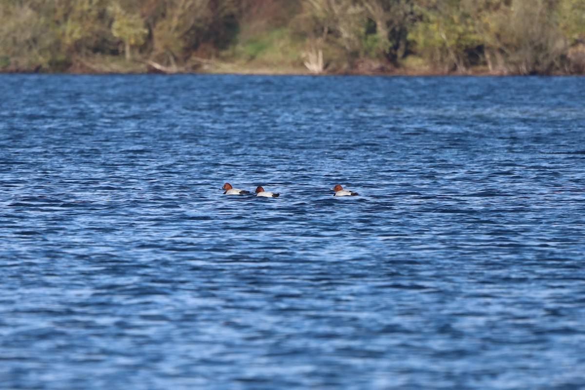 ホシハジロ - ML644541230