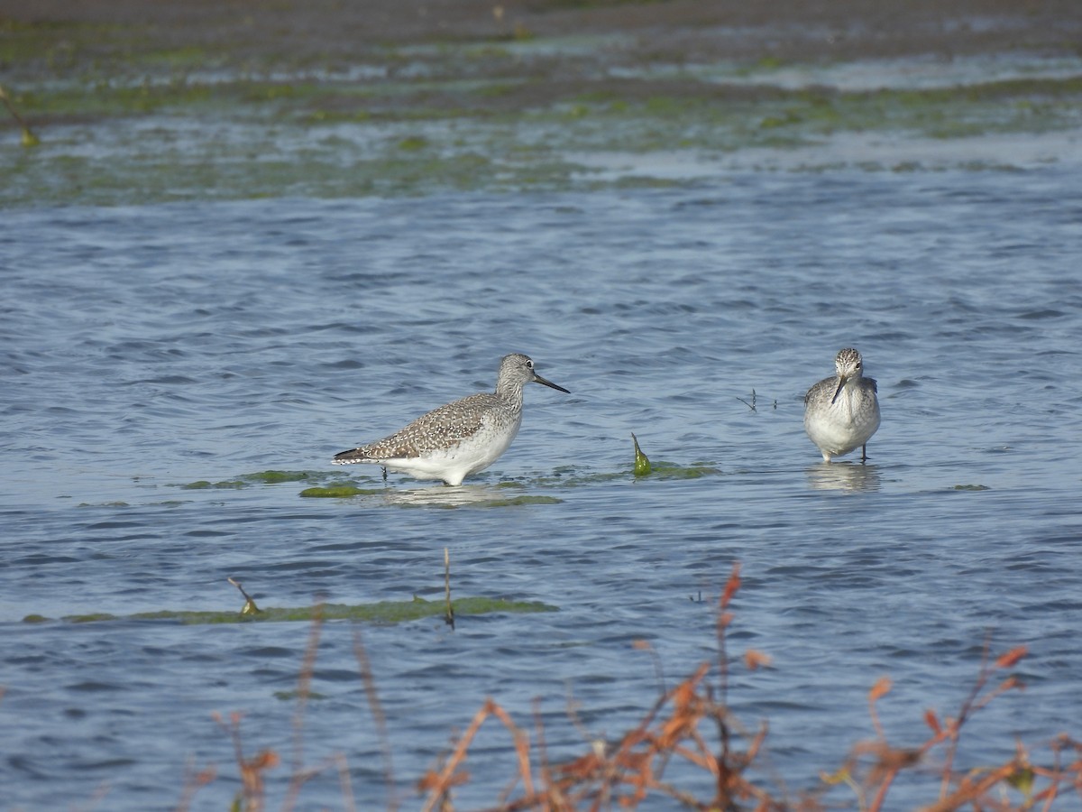 オオキアシシギ - ML644541231